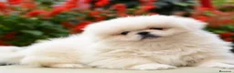 Pekinés perros en venta: Exclusivo Pekines Blanco - Anuncio 1