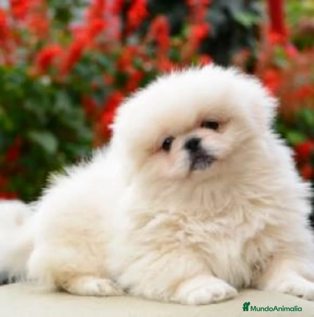 Pekinés perros en venta: Exclusivo Pekines Blanco - Anuncio 1
