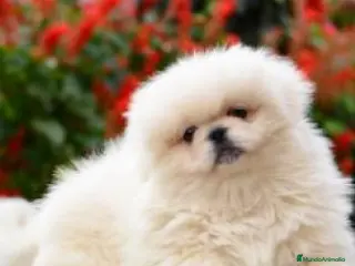 Pekinés perros Exclusivo Pekines Blanco - Anuncio 1