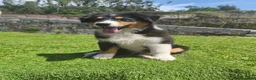 Pastor Australiano perros en venta: Cachorros pastor australiano  - Anuncio 4