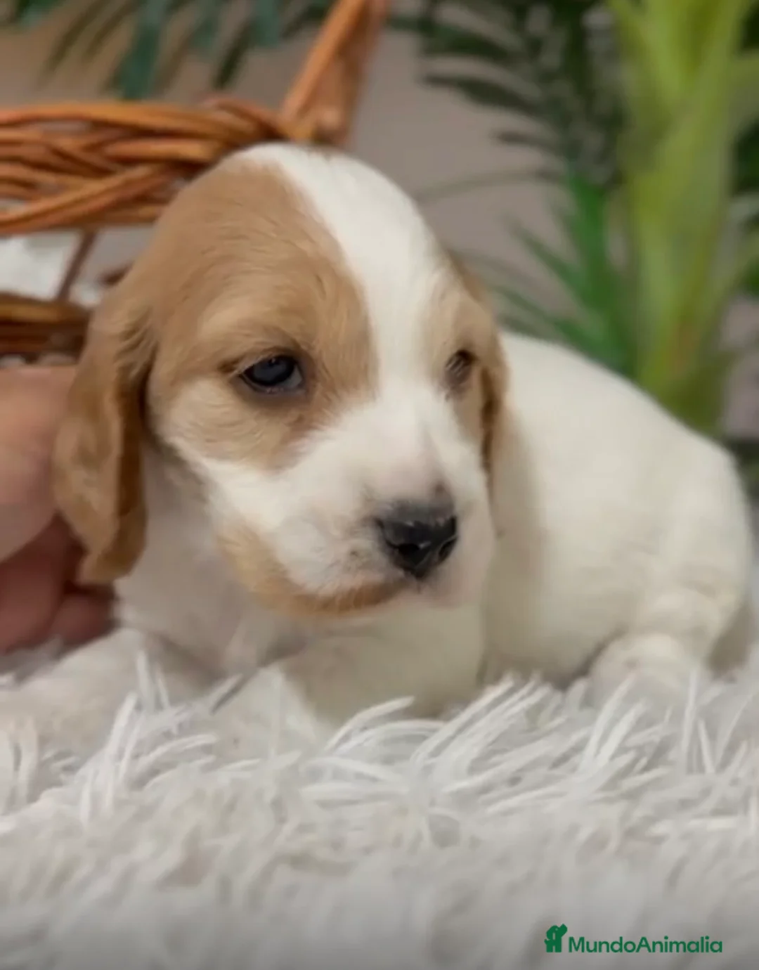 Cocker Spaniel Inglés perros en venta: COCKER SPANIEL INGLES - Anuncio 5