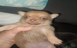 Chihuahua perros en venta: Preciosa camada de chihuahua a 600€ - Imagen 6