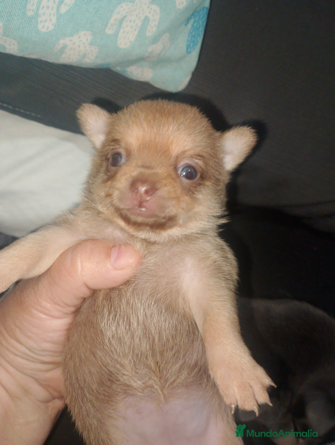 Chihuahua perros en venta: Preciosa camada de chihuahua a 600€ - Imagen 6