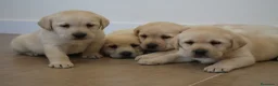 Labrador Retriever perros en venta: LABRADOR RETRIEVER - Anuncio 12