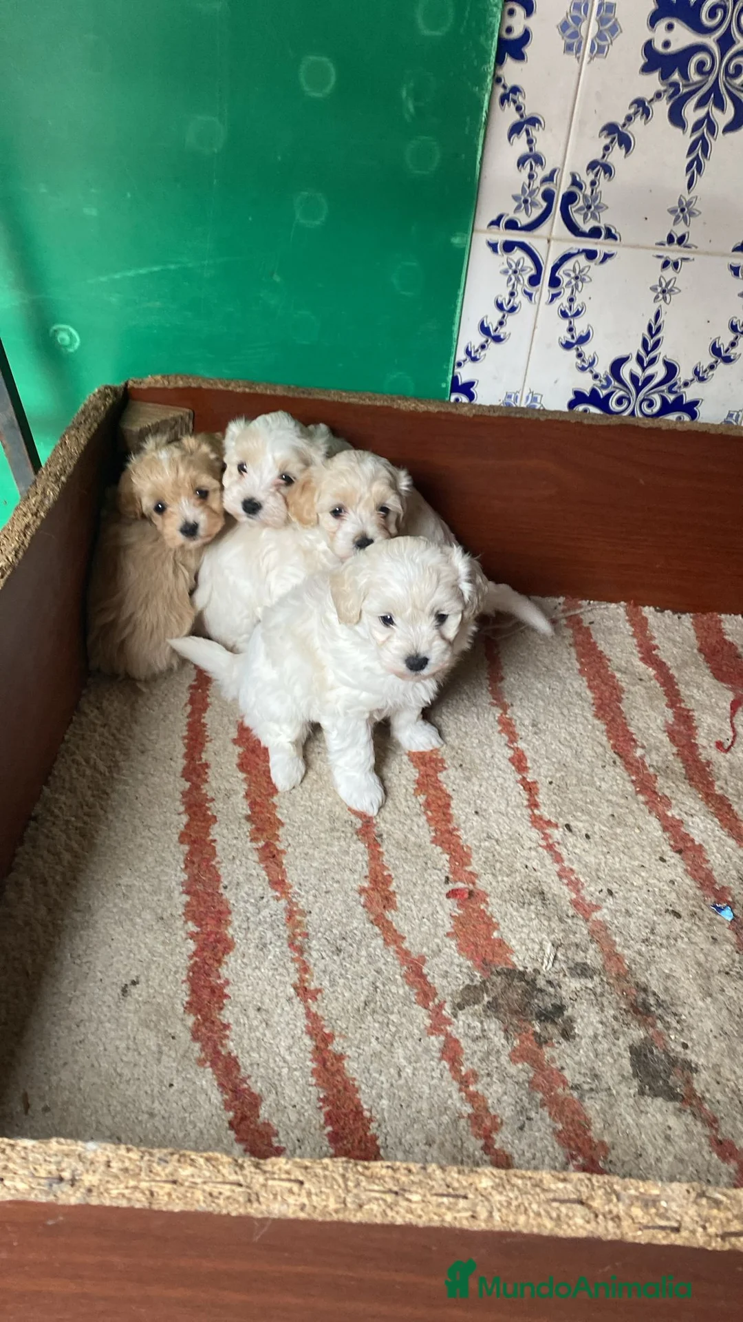 Maltipoo perros en venta: Excelente camada de MALTIPOO  - Anuncio 1