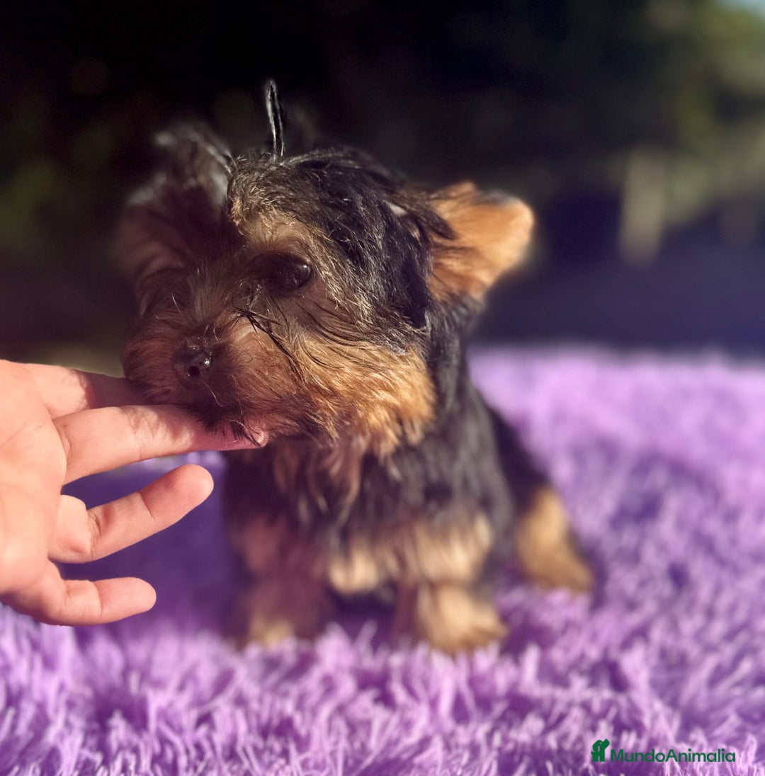 Yorkshire Terrier perros en venta: YORCSHIRE TERRIER TOY - Imagen 3