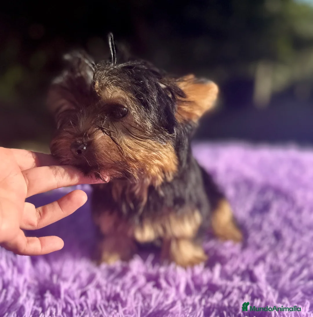 Yorkshire Terrier perros en venta: YORCSHIRE TERRIER TOY - Anuncio 3