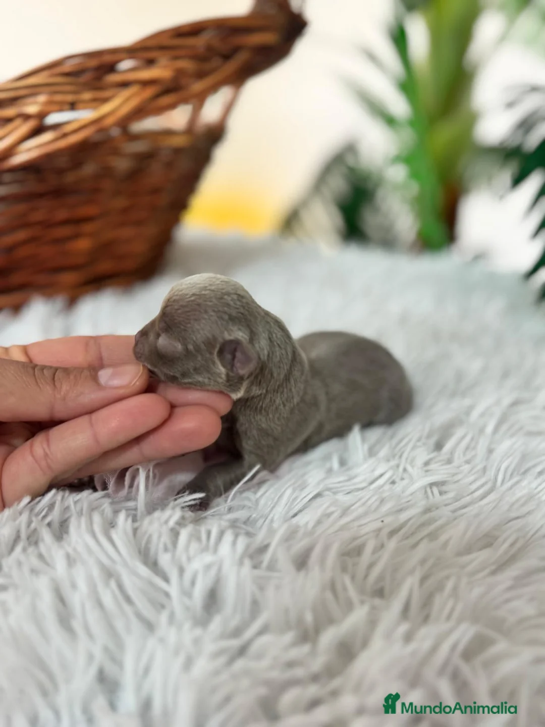 Chihuahua perros en venta: CHIHUAHUA HEMBRA LILAC - Anuncio 4