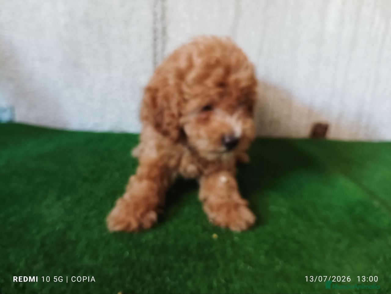 Caniche Enano perros caniche enano - Anuncio 2