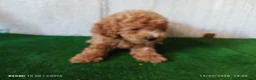 Caniche Enano perros en venta: caniche enano - Anuncio 2