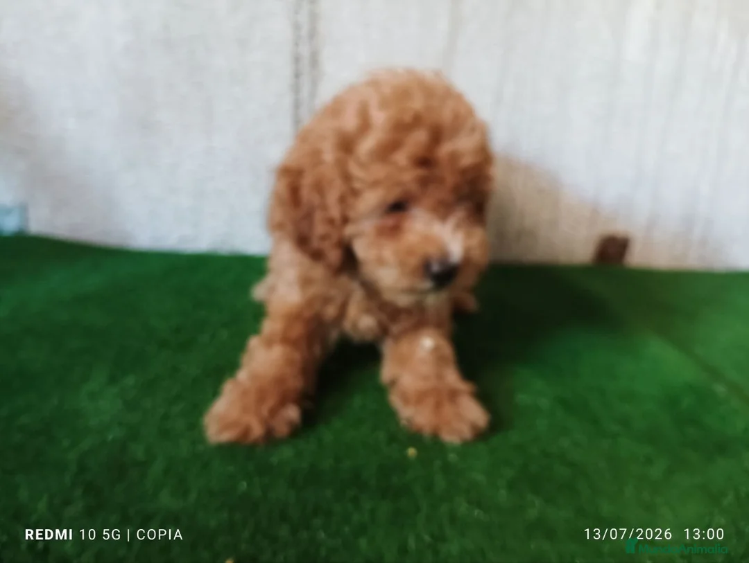 Caniche Enano perros en venta: caniche enano - Anuncio 2
