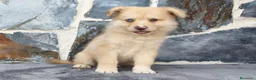 Raza Mixta perros en venta: BORDERPOM (BORDER COLLIE + POMERANIA) - Anuncio 3