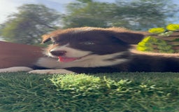 Border Collie perros en venta: BORDER COLLIE MACHO CHOCOLATE - Imagen 11