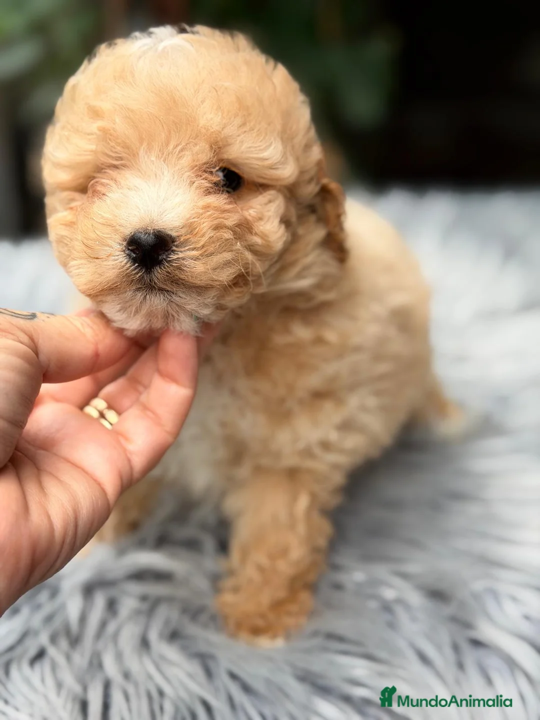 Caniche Enano perros en venta: CAMADA CANICHE ENANO APRICOT - Anuncio 11