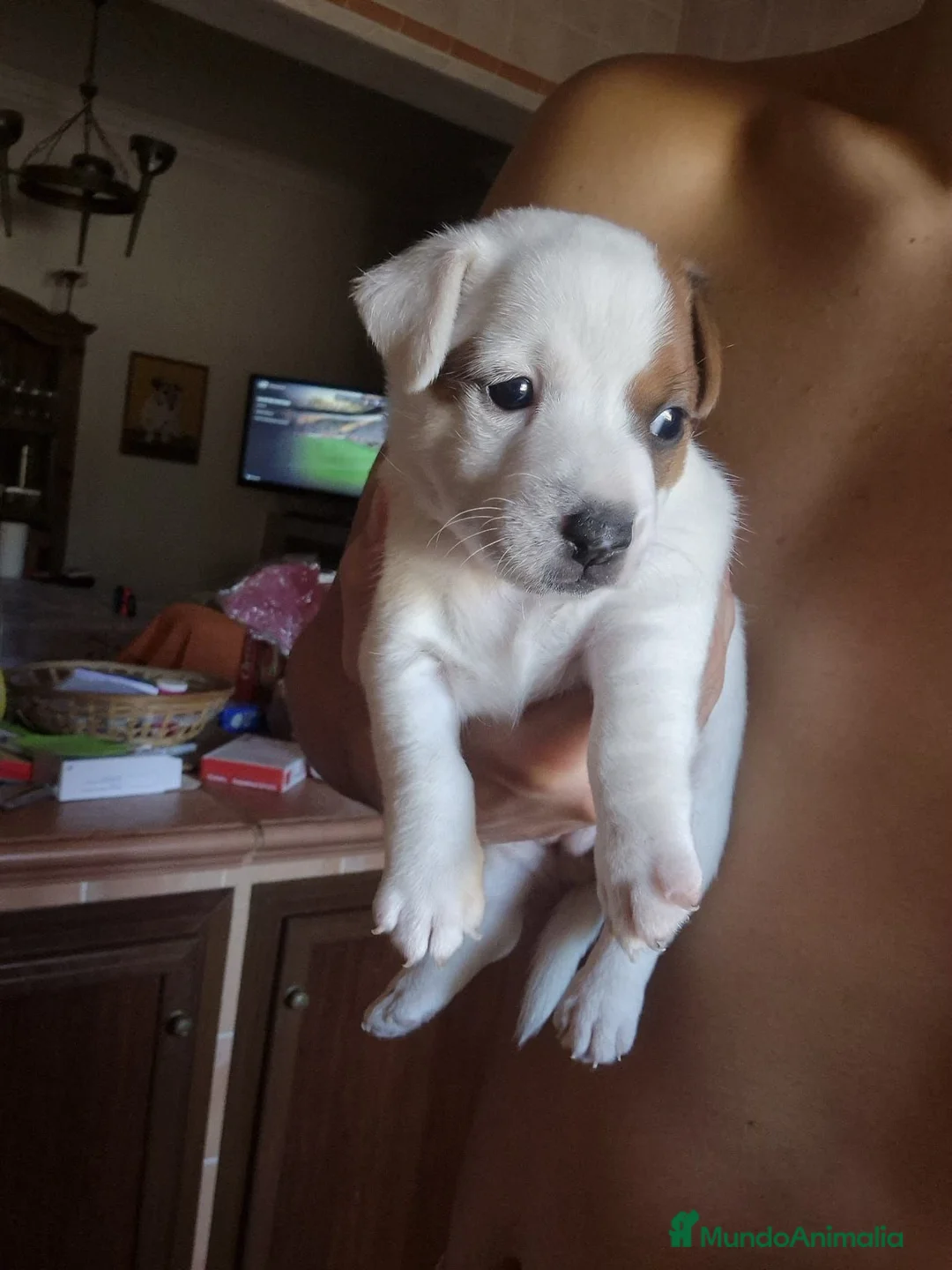 Jack Russell Terrier perros en venta: Jack Russell macho  - Anuncio 2