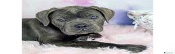 Cane Corso perros en venta: CANE CORSO CACHORROS DE CALIDAD - Anuncio 4
