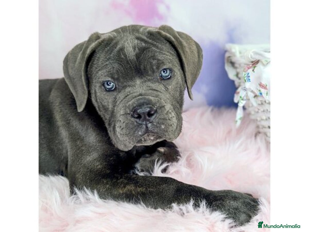 Cane Corso perros en venta: CANE CORSO CACHORROS DE CALIDAD - Anuncio 4