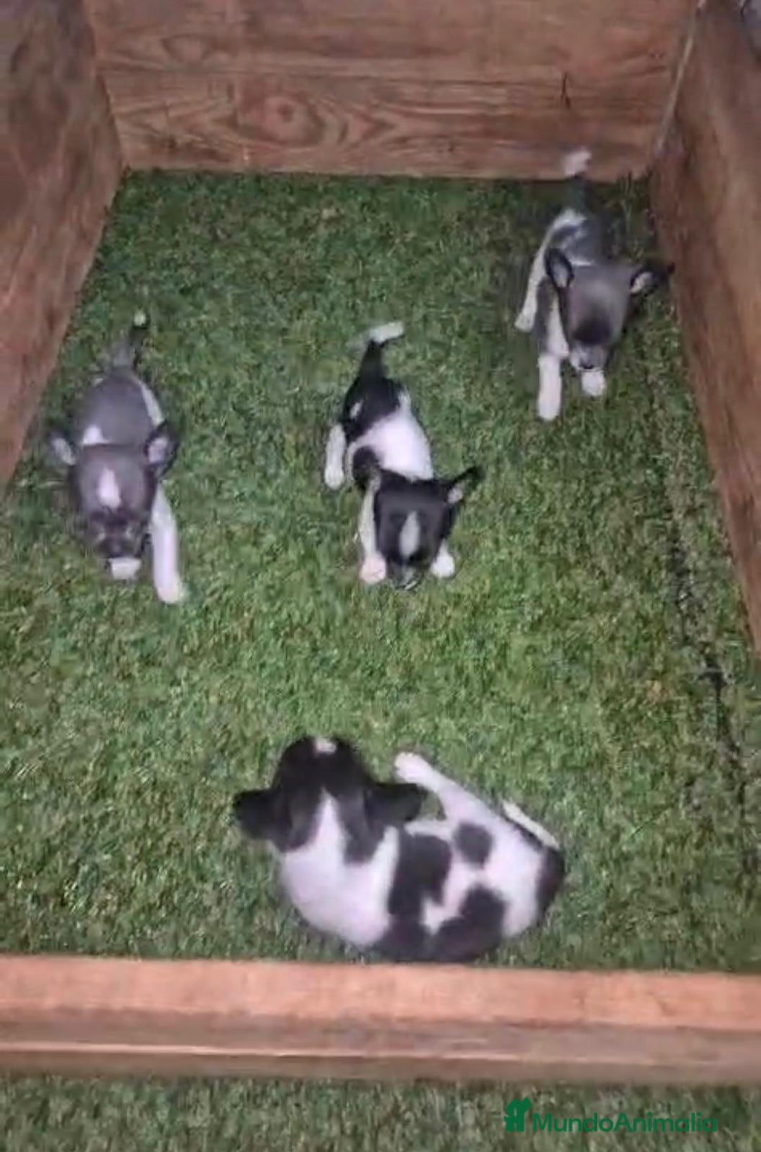 Chihuahua perros en venta: Chihuahua Micro rusos - Imagen 6