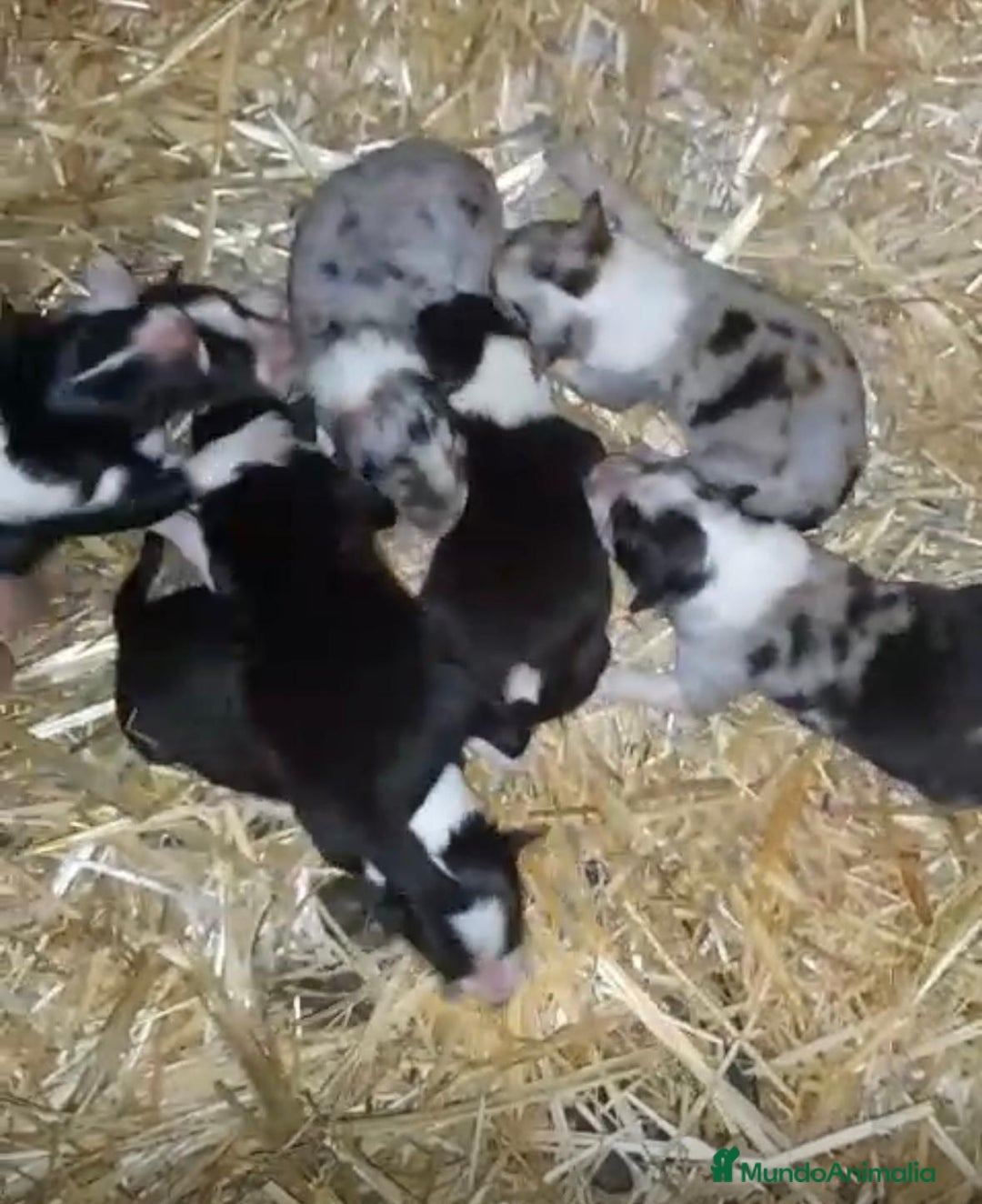 Border Collie perros en venta: Border collie nueva camada  - Anuncio 3