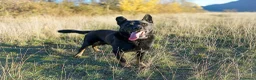 Raza Mixta perros en adopcion: TEX busca hogar - Anuncio 4