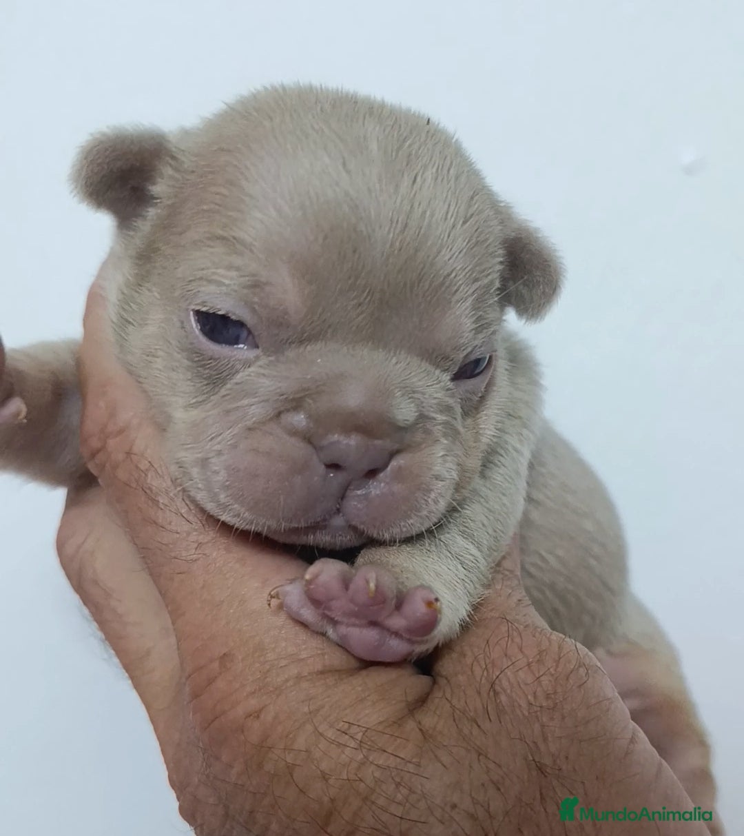Bulldog Francés perros en venta: Bulldog Big rope guapisimos - Imagen 1