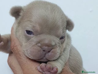 Bulldog Francés perros - Anuncio 17