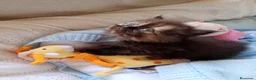 Persa gatos en venta: Gatitos persa himalayos  - Anuncio 17