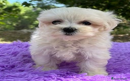 Bichón Maltés perros en venta: Bichon coreana  - Imagen 3