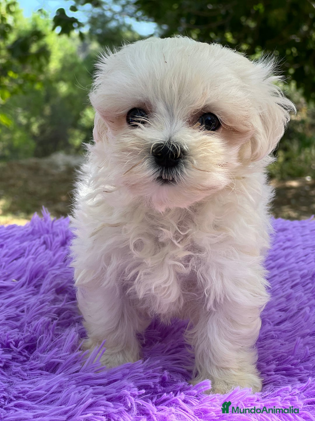 Bichón Maltés perros en venta: Bichon coreana  - Imagen 3