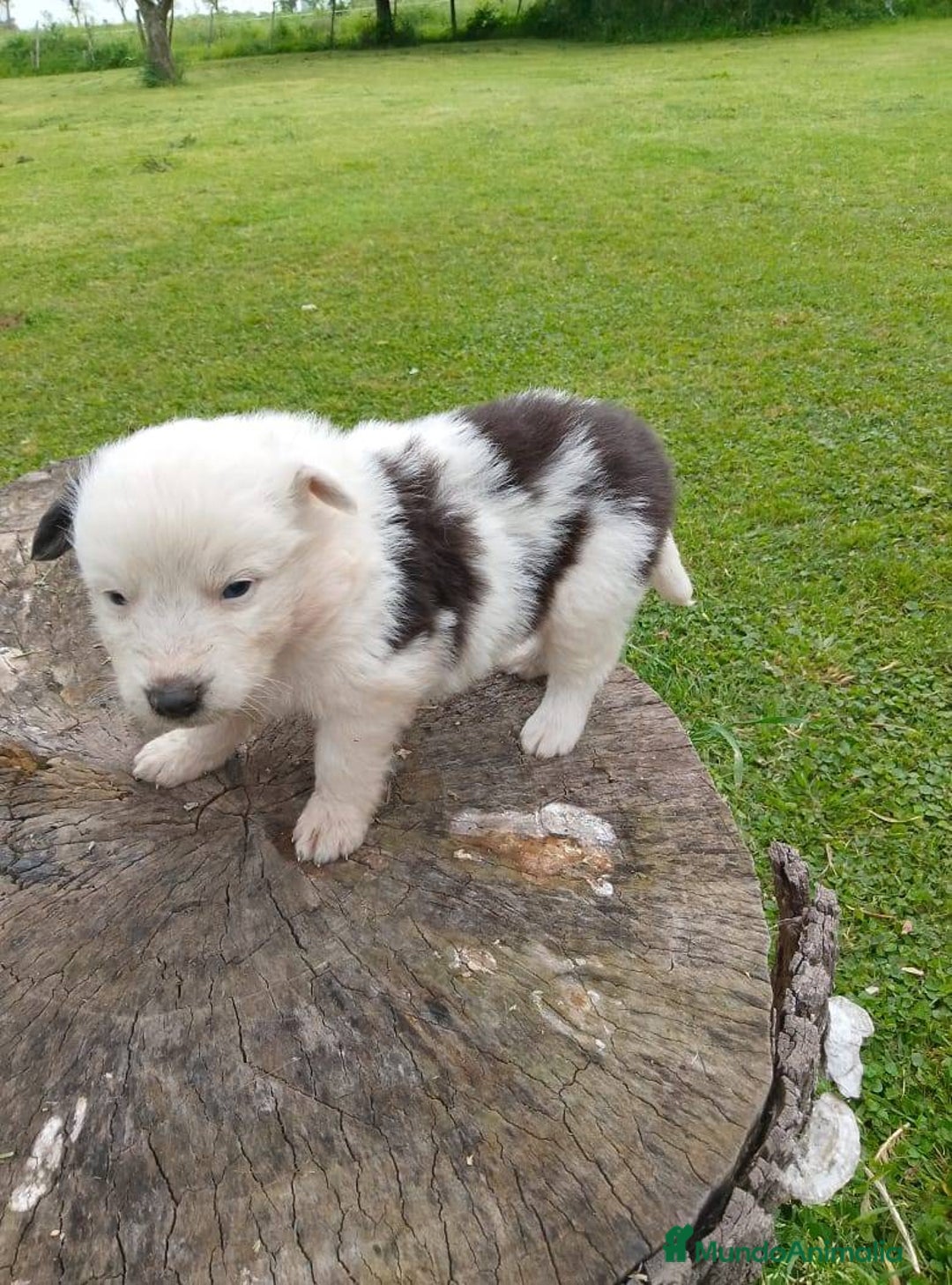 Border Collie perros en venta: preciosos border collie bebe - Anuncio 2