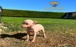 Pequeño Lebrel Italiano perros en venta: Lebrel italiano. Piccolo - Imagen 2