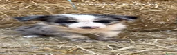 Border Collie perros en venta: BORDER COLLIE DE VILLA BIZNAGA - Anuncio 19