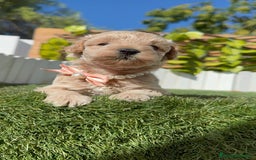 Maltipoo perros en venta: MALTIPOO HEMBRA - Imagen 18