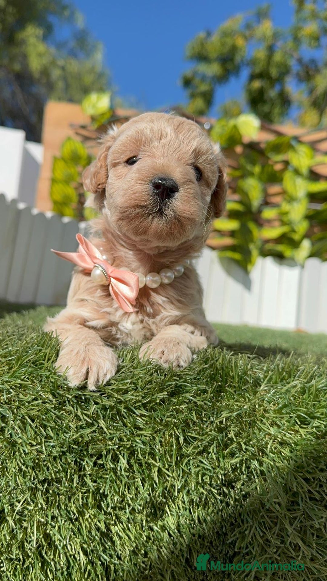 Maltipoo perros en venta: MALTIPOO HEMBRA - Imagen 18
