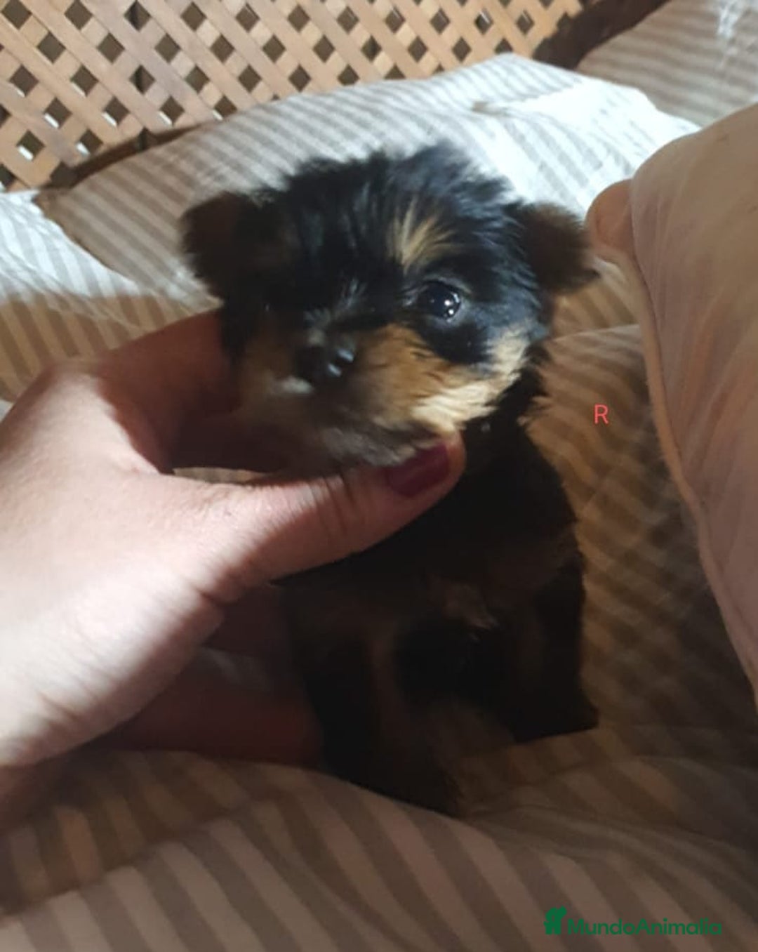 Yorkshire Terrier perros en venta: YORKSHIRE TOY CALIDAD Y SELECCIÓN  - Imagen 2
