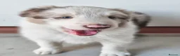 Border Collie perros en venta: BORDER COLLIE - Anuncio 3