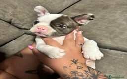 Bulldog Francés perros en venta: Bulldog Francés Macho - Imagen 2