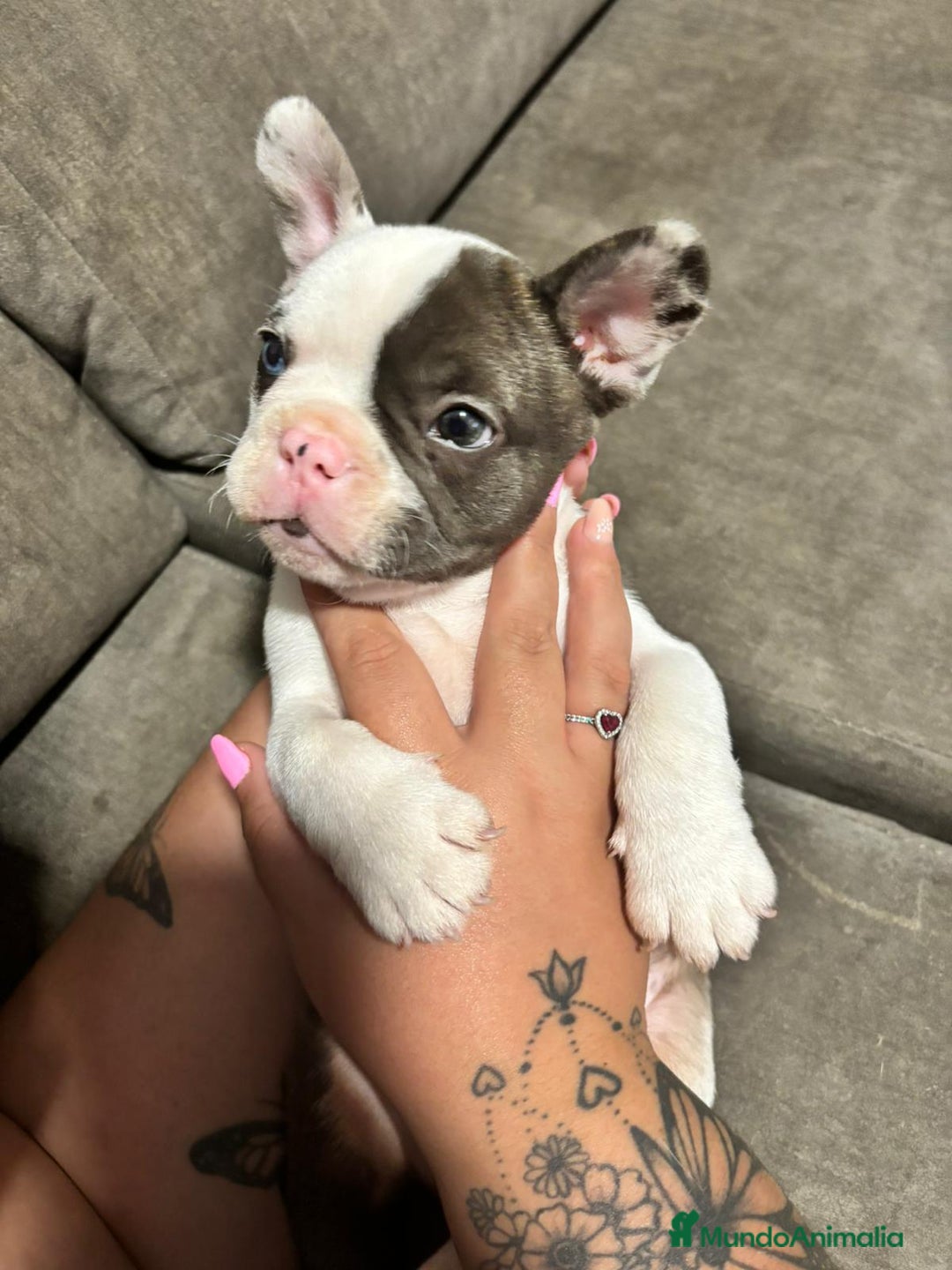 Bulldog Francés perros en venta: Bulldog Francés Macho - Imagen 2