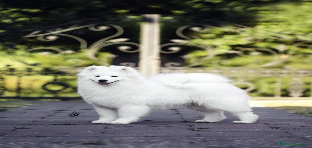 Imagen de galería {{count}}