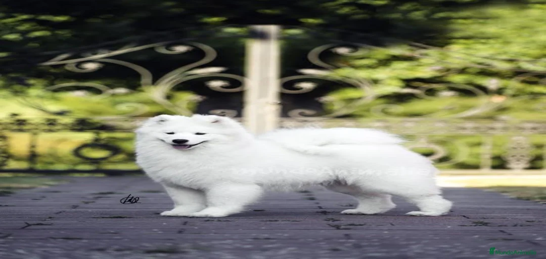 Imagen de galería {{count}}