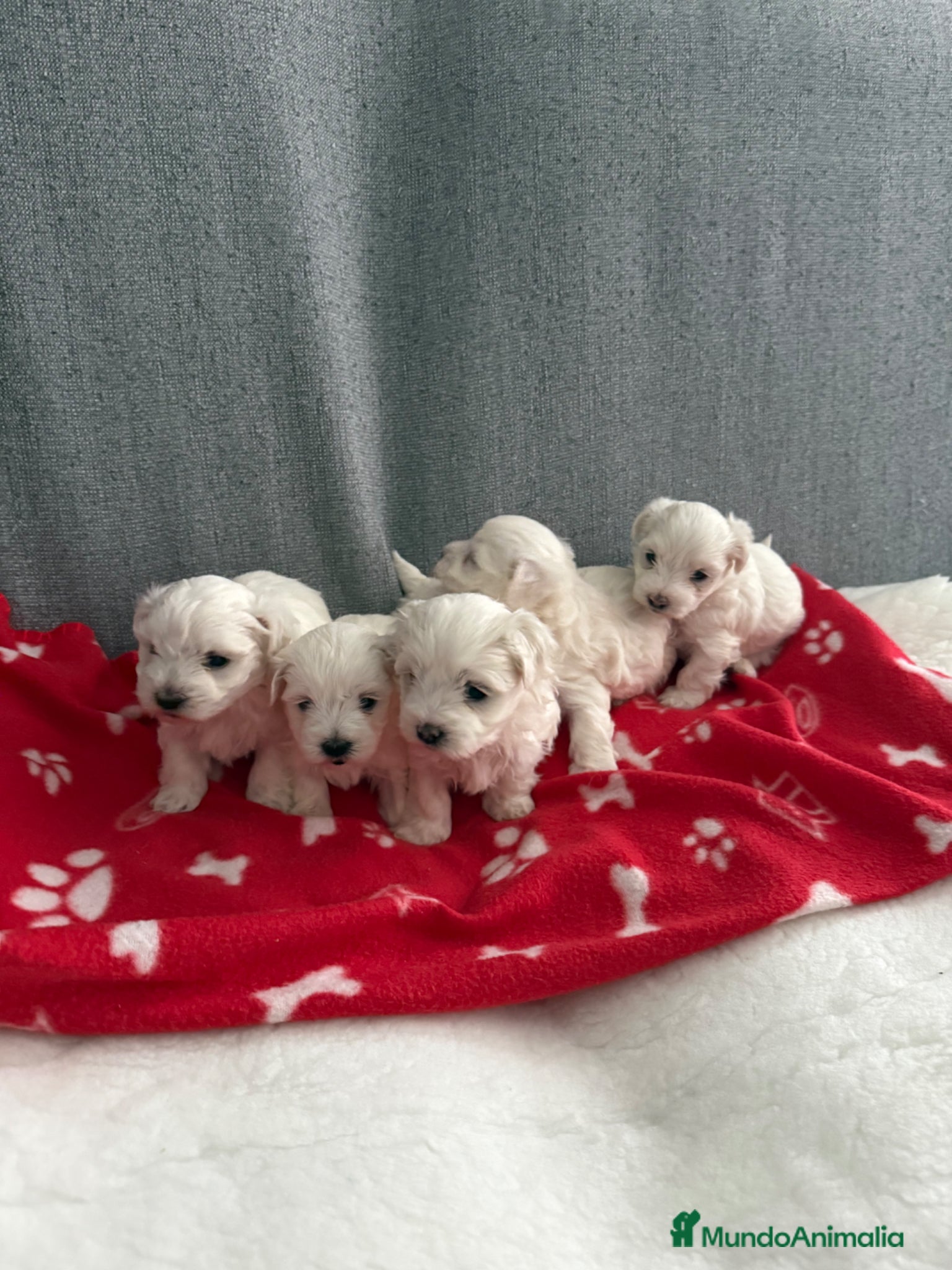 Bichón Maltés perros BICHON MALTÉS  - Anuncio 1