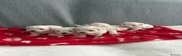 Bichón Maltés perros en venta: BICHON MALTÉS  - Anuncio 1