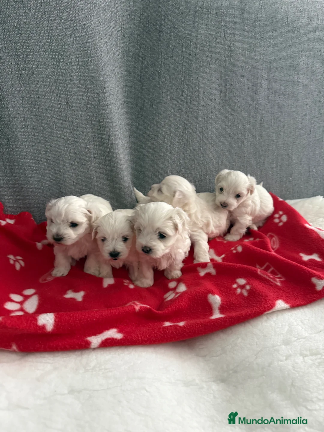 Bichón Maltés perros en venta: BICHON MALTÉS  - Anuncio 1