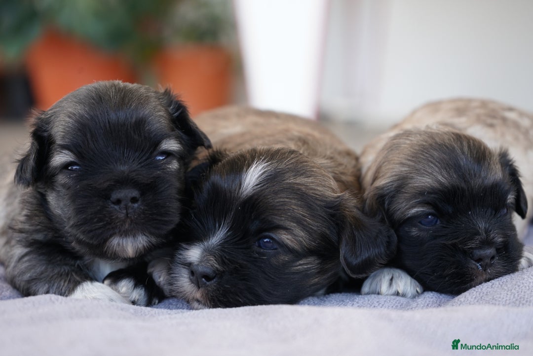 Maltipoo perros en venta: 🌸 Lotus, Maxi y Bone – en sus primeros días🐾 - Imagen 13