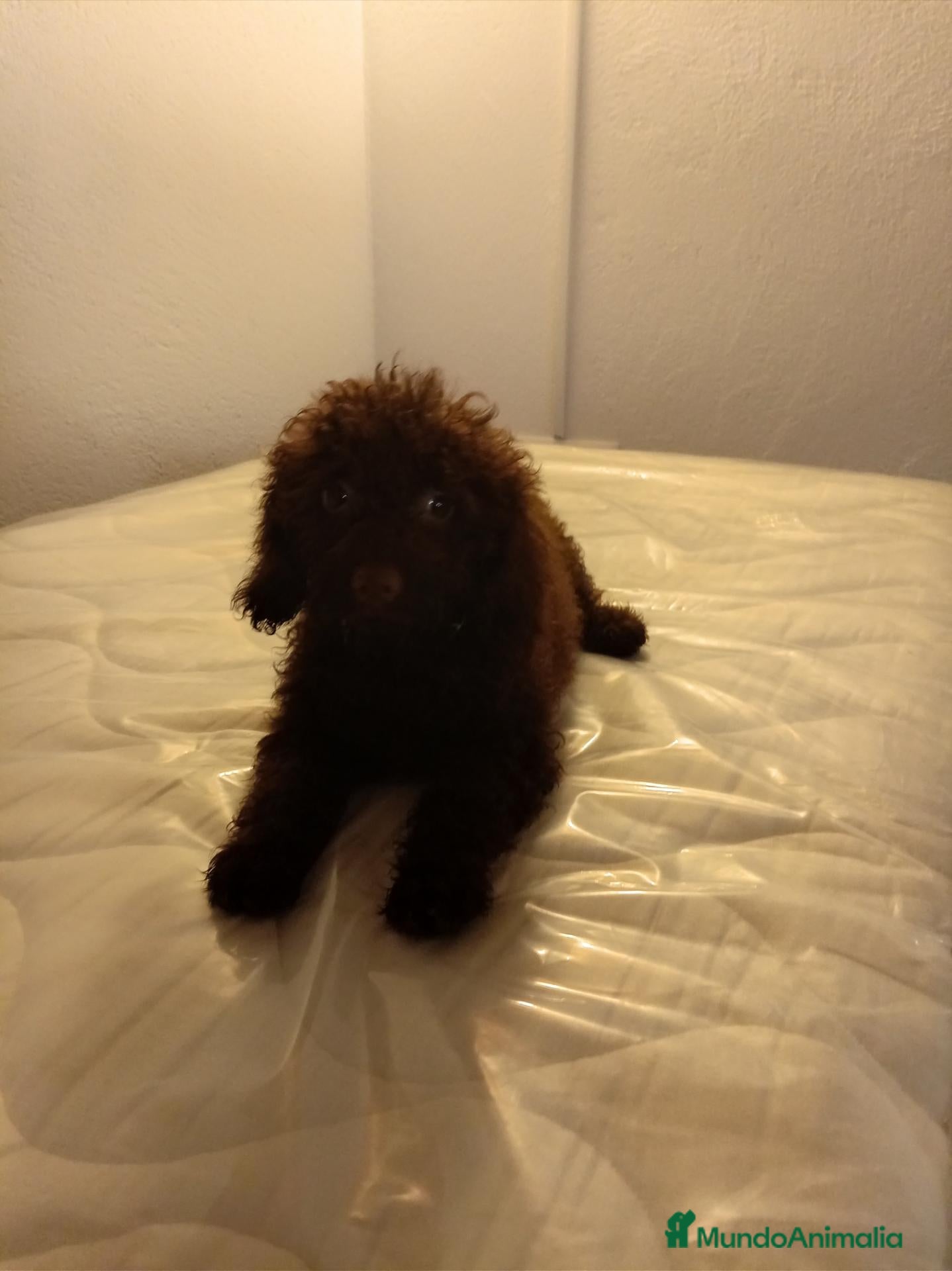 Caniche Mediano perros Caniche enano - Anuncio 2
