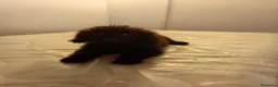 Caniche Mediano perros en venta: Caniche enano - Anuncio 2