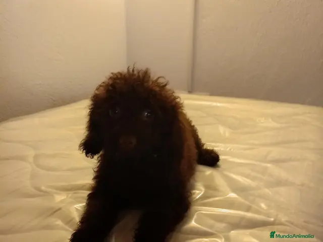 Caniche Mediano perros en venta: Caniche enano - Anuncio 2
