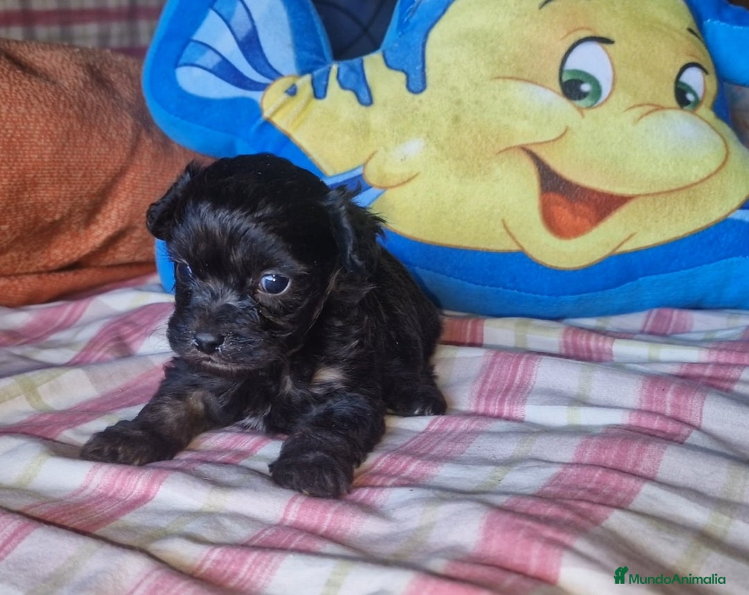 Maltipoo perros en venta: Maltipoo F2 - Imagen 3
