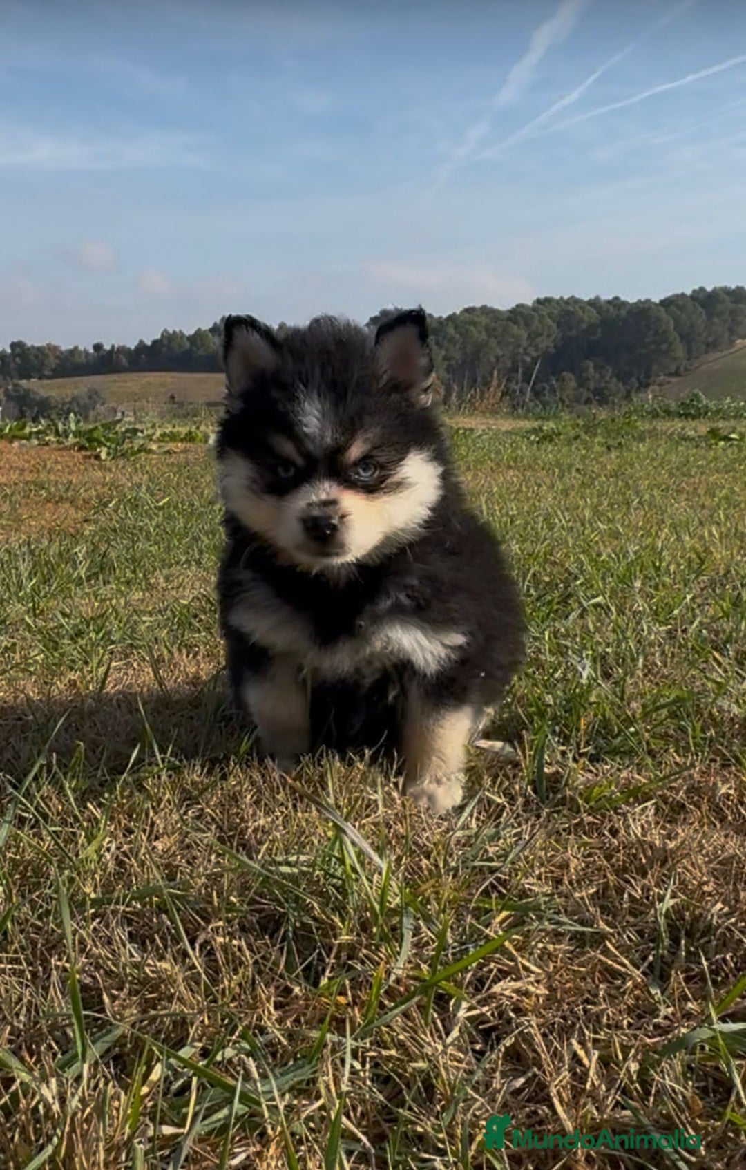 Pomsky perros en venta: Pomsky micro F4 - Anuncio 7