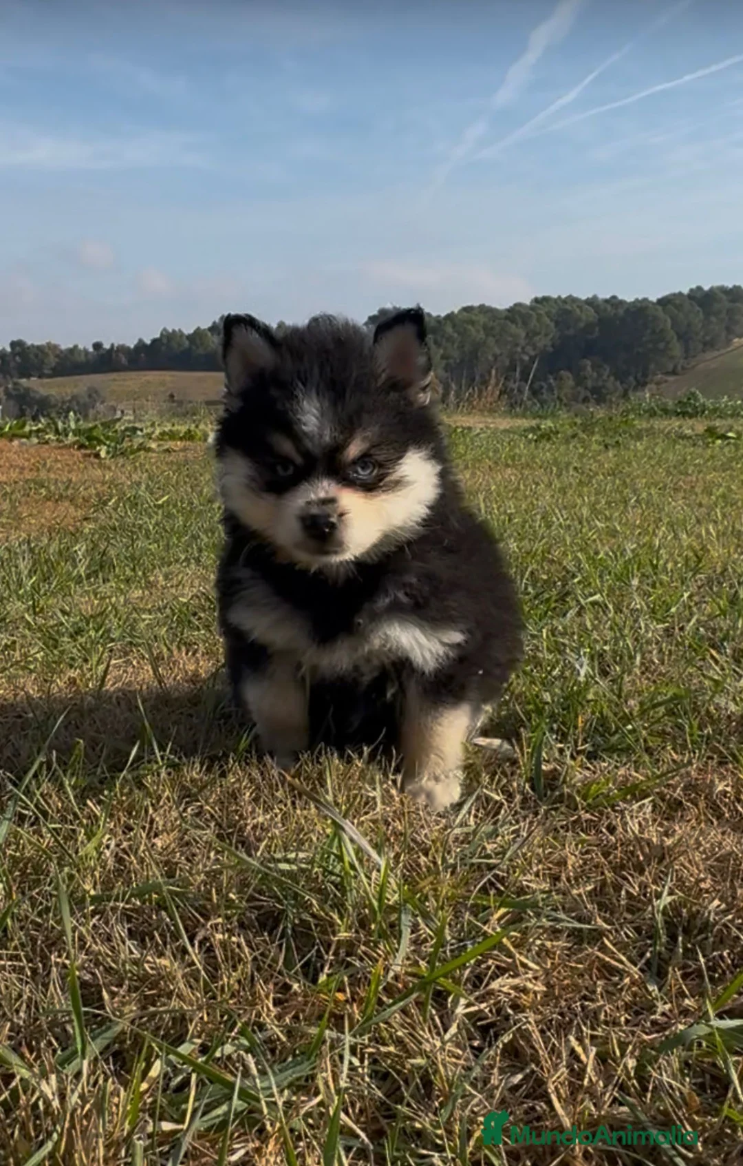 Pomsky perros en venta: Pomsky micro F4 - Anuncio 7